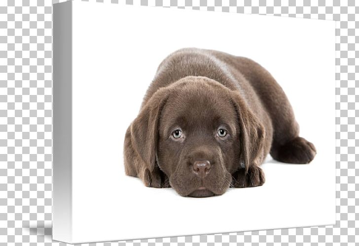Labrador Retriever Flat-Coated Retriever Puppy Golden Retriever Dog Breed PNG, Clipart, Alamy, Arbeitshund, Canis, Carnivoran, Companion Dog Free PNG Download