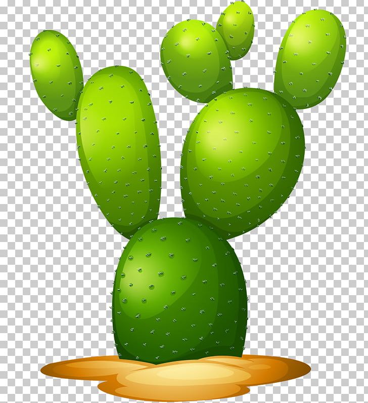 Opuntia Microdasys Pereskioideae Stock Photography Illustration PNG, Clipart, Cactaceae, Cactus, Caryophyllales, Desert, Food Free PNG Download
