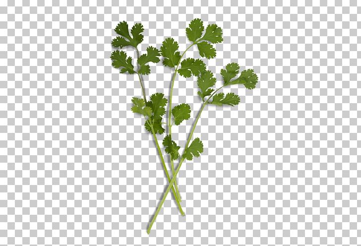 Parsley Coriander Herb Chervil Onion PNG, Clipart, Allium, Apiales, Basil, Chervil, Coriander Free PNG Download