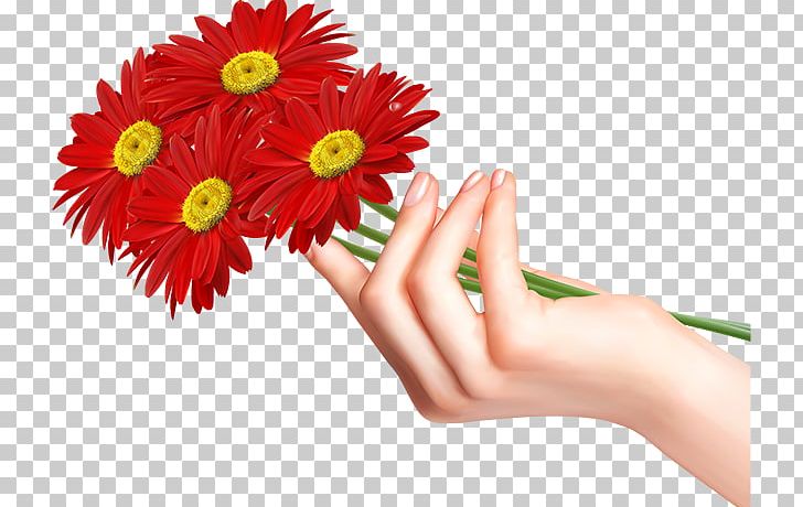 Flower Transvaal Daisy Stock Photography PNG, Clipart,  Free PNG Download