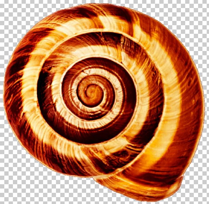 Gastropod Shell Land Snail Seashell Cochlea PNG, Clipart, Animals, Cochlea, Conchology, Cornu Aspersum, Gastropods Free PNG Download