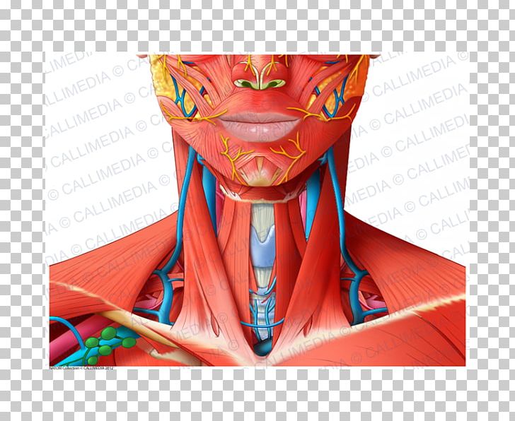 Head And Neck Anatomy Muscle Human Body PNG, Clipart, Anatomy, Blood Vessel, Head, Head And Neck Anatomy, Human Anatomy Free PNG Download