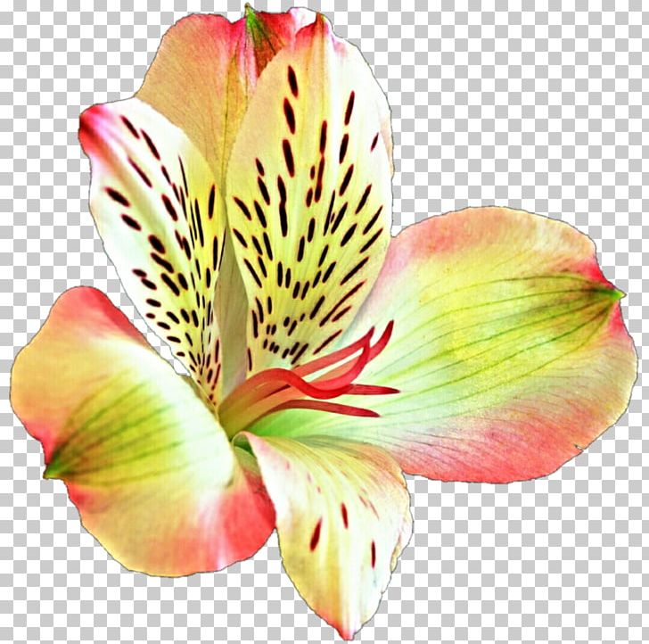 Lily Of The Incas Flower Desktop Lilium PNG, Clipart, Alstroemeriaceae, Cut Flowers, Daylily, Desktop Wallpaper, Deviantart Free PNG Download