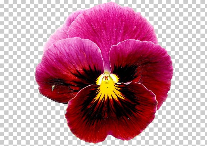 Pansy Violet Annual Plant Close-up PNG, Clipart, Annual Plant, Closeup, Flower, Flowering Plant, Magenta Free PNG Download