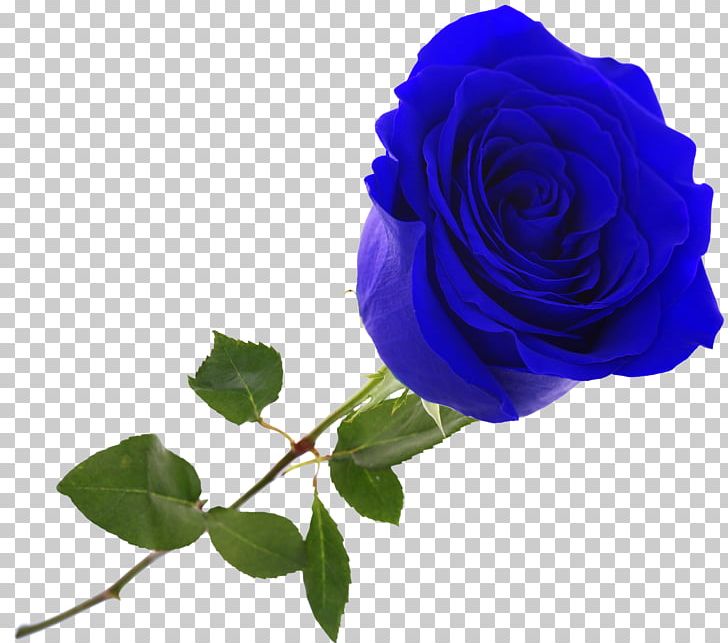 Revda Flower Bouquet Garden Roses Magazin Anyutiny Tsvetov I Podarkov Glazki PNG, Clipart, Aroma, Artikel, Birthday, Blue, Blue Rose Free PNG Download