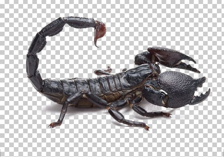 Scorpion Poison Spider Southern Black Widow Mesobuthus Martensii PNG, Clipart, Animal, Arthropod, Background Black, Black, Black Background Free PNG Download