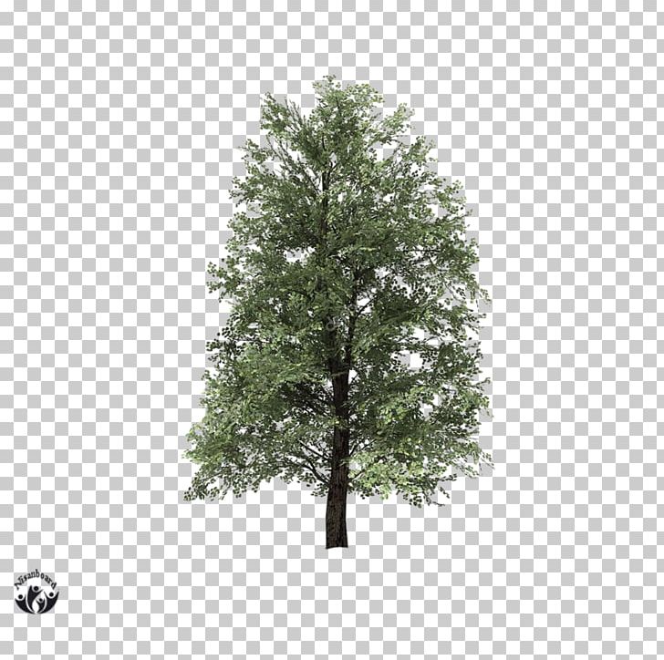 Tilia Cordata Tree Photography PNG, Clipart, 3 D Render, 3d Rendering, Alamy, Branch, Leaf Free PNG Download
