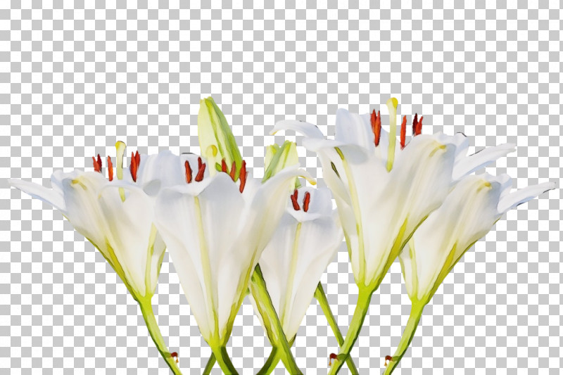 Flower Drawing Spider Lilies Plant Stem Lily PNG, Clipart, Bud, Crinum, Cut Flowers, Drawing, Flower Free PNG Download