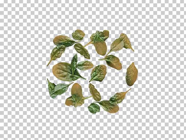 Leaf Herbalism PNG, Clipart, Herb, Herbalism, Leaf Free PNG Download