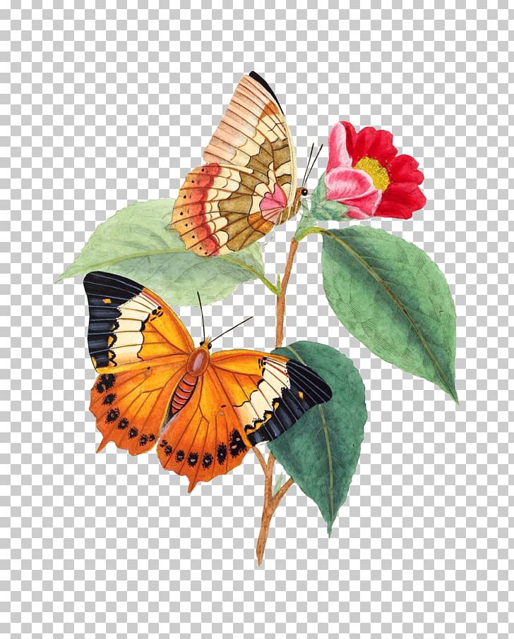 Monarch Butterfly Natural History Of The Insects Of China: The Figures Drawn From Specimens Of The Insects Butterfly Cluster PNG, Clipart, Brush Footed Butterfly, Butterflies , Butterfly, Coloring Book, Flower Free PNG Download