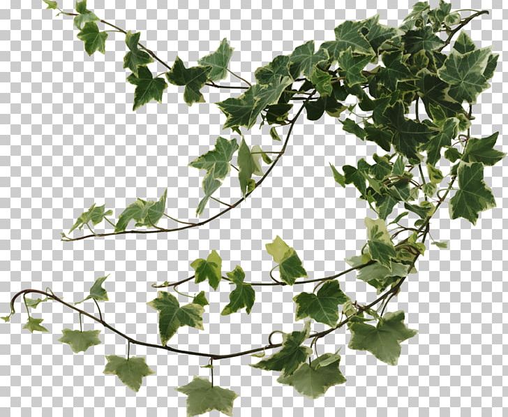Common Ivy Houseplant Devil's Ivy Vine PNG, Clipart, Balcony, Branch, Devils Ivy, Fatshedera Lizei, Flowering Plant Free PNG Download