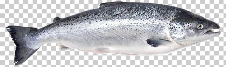 Fish Salmon Fillet Seafood Arabind FRESH PNG, Clipart, Animal Figure, Animals, Arabind Fresh, Atlantic Salmon, Barramundi Free PNG Download