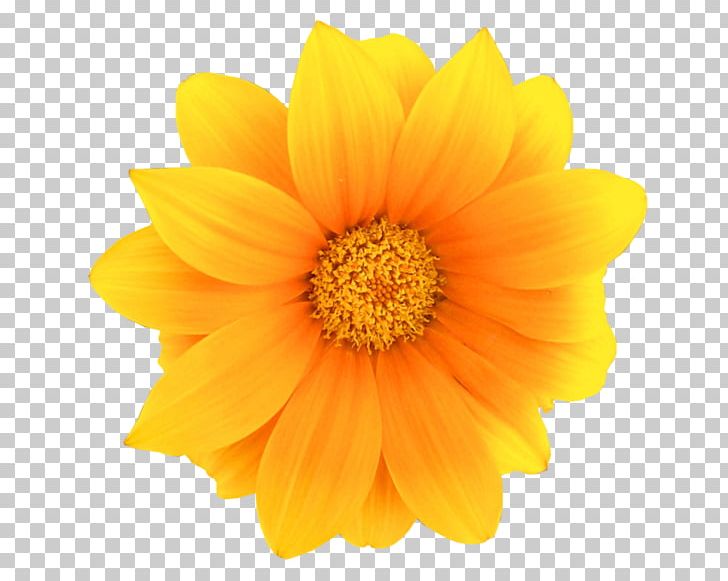 Flower Woman Prostate Massage Sulfur Cosmos PNG, Clipart, Annual Plant, Calendula, Camomile, Chrysanths, Cicek Free PNG Download