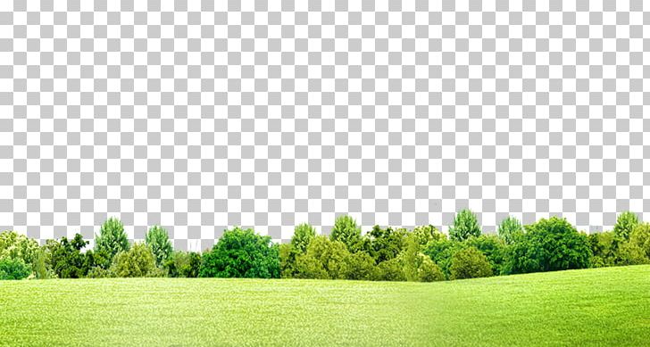 Forest clearing background PNG stock 0075 2 copy by annamae22  Tree  photoshop Photoshop lighting Background