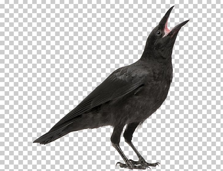 Bird Carrion Crow Rook Common Raven PNG, Clipart, American Crow, Animals, Beak, Bird, Blackbird Free PNG Download