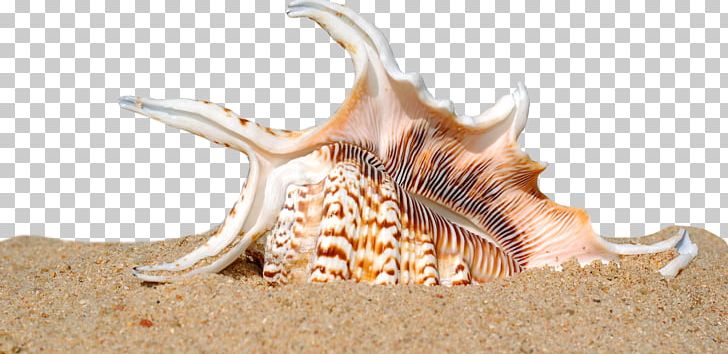 Seashell Shell Beach Sand Mollusc Shell PNG, Clipart, Beach, Beaches, Beach Party, Beach Sand, Coast Free PNG Download