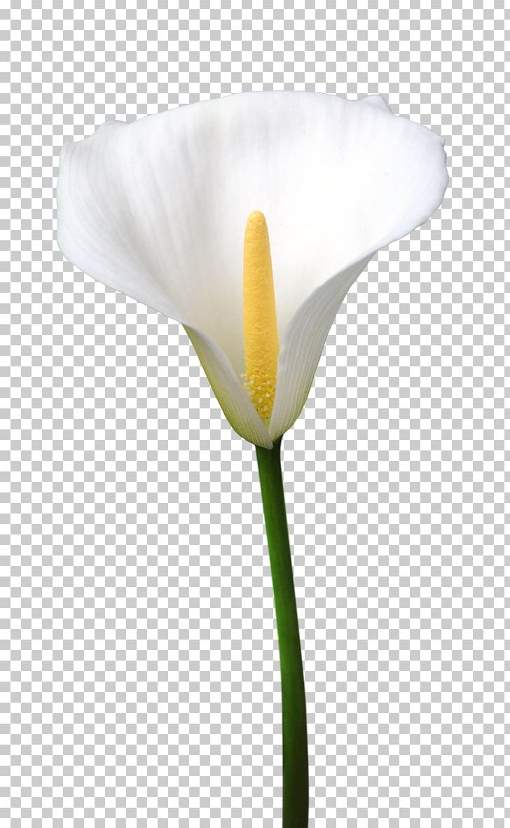 Arum-lily Flower Desktop PNG, Clipart, Arum, Arum Lily, Arumlily, Calas, Calla Lily Free PNG Download