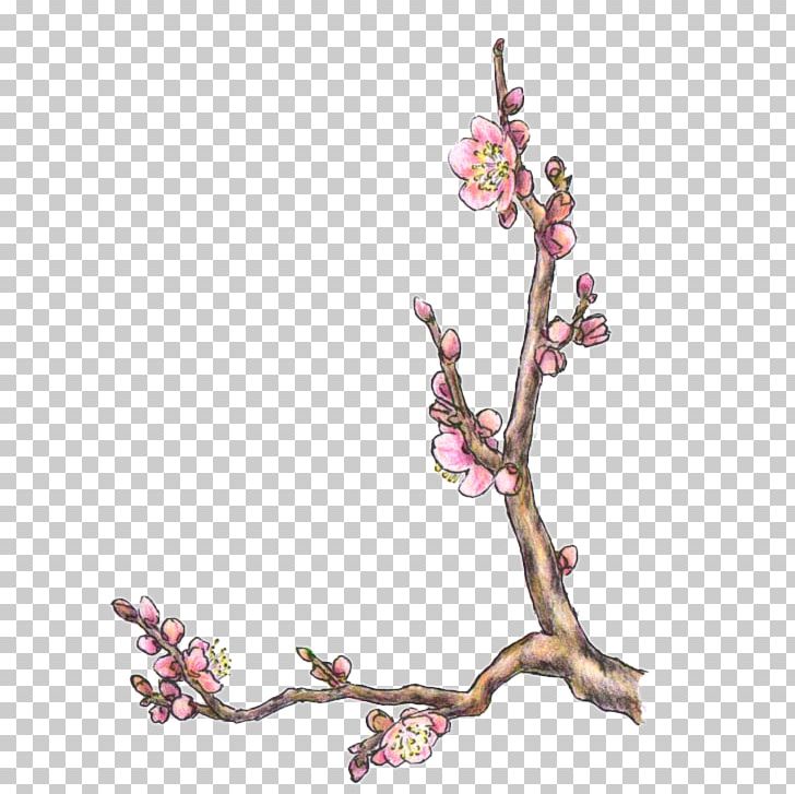 Cherry Blossom ST.AU.150 MIN.V.UNC.NR AD Flowering Plant PNG, Clipart, Blossom, Branch, Cherry, Cherry Blossom, Flower Free PNG Download