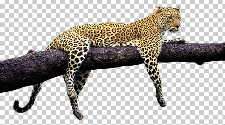 Leopard Jaguar Tiger Cheetah Wildlife PNG, Clipart, Animal, Animal Figure, Animals, Big Cats, Carnivoran Free PNG Download