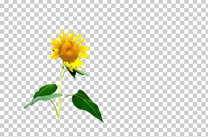 Common Sunflower Red Sunflower PNG, Clipart, Chrysanths, Computer Wallpaper, Dahlia, Daisy Family, Encapsulated Postscript Free PNG Download