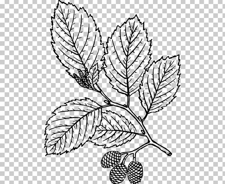Drawing Red Alder Botany Tree PNG, Clipart, Alder, Artwork, Birch, Black And White, Botany Free PNG Download