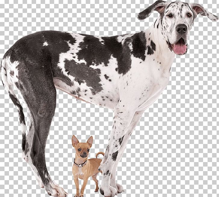 Great Dane Dog Breed Chihuahua Stock Photography Working Dog PNG, Clipart, Breed, Carnivoran, Chihuahua, Dog, Dog Breed Free PNG Download