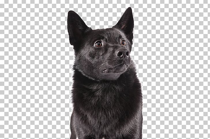 Norwegian Buhund Norwegian Lundehund Black Norwegian Elkhound English Springer Spaniel PNG, Clipart, Animal, Animals, Australian Kelpie, Black, Carnivoran Free PNG Download