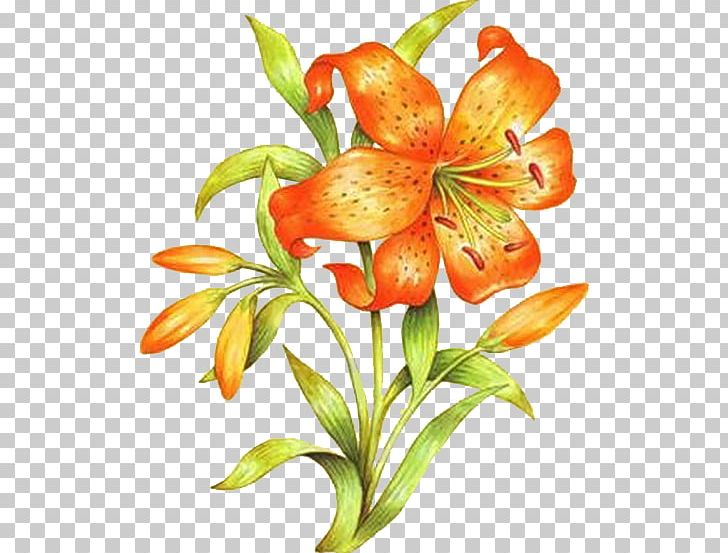 Orange Lily Floral Design Drawing Flower PNG, Clipart, Alstroemeriaceae, Art, Cut Flowers, Decoupage, Drawing Free PNG Download