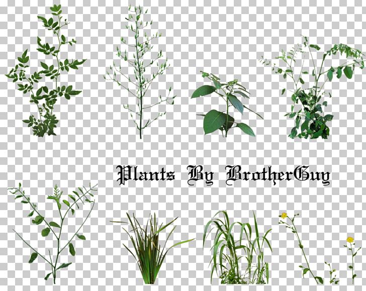 Plant PhotoScape PNG, Clipart, 3d Computer Graphics, Branch, Computer Graphics, Computer Icons, Desktop Wallpaper Free PNG Download