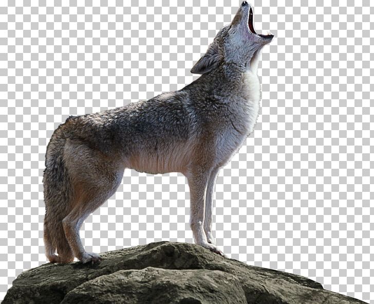 Coyote Kioti Tractor Saarloos Wolfdog Canidae PNG, Clipart, Animal, Canidae, Carnivora, Carnivoran, Coyote Free PNG Download