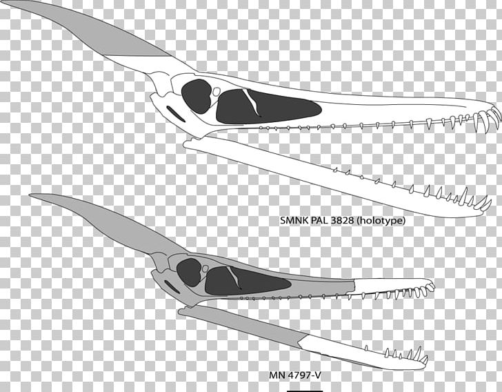 Ludodactylus Zhejiangopterus Pterodactyls Quetzalcoatlus Pterosaurs PNG, Clipart, Angle, Art, Aurorazhdarcho, Azhdarchoidea, Cold Weapon Free PNG Download