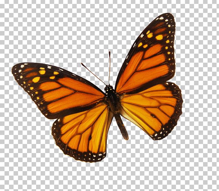Monarch Butterfly Drawing Color PNG, Clipart, 21 Emoji, Brush Footed Butterfly, Butterflies And Moths, Butterfly, Butterfly House Free PNG Download
