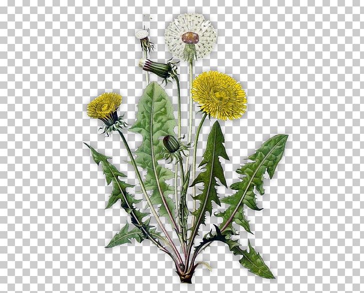 The Dandelion Dandelion Coffee Common Dandelion Drawing Herb PNG, Clipart, Botanical Illustration, Botany, Common Dandelion, Common Sage, Daisy Free PNG Download