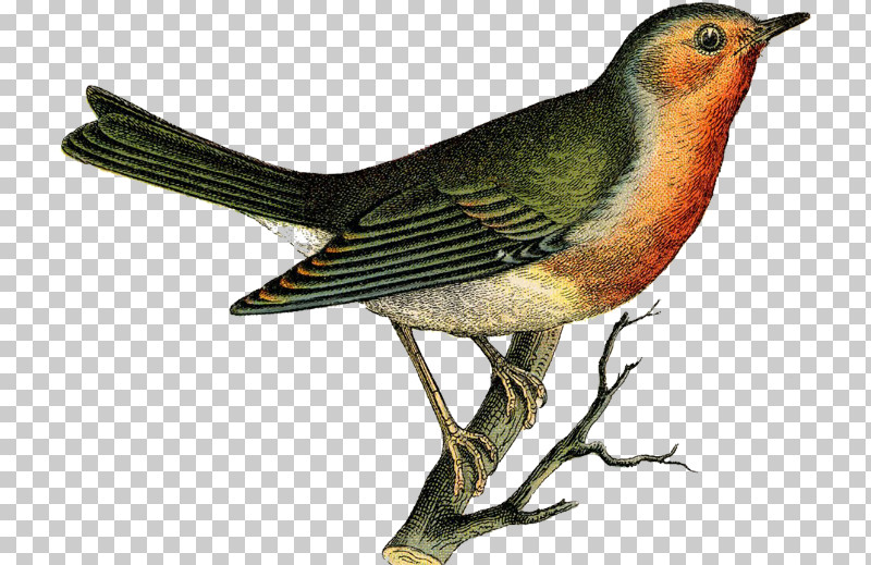 Bird Beak Robin Songbird Perching Bird PNG, Clipart, Beak, Bird, European Robin, Finch, Nightingale Free PNG Download