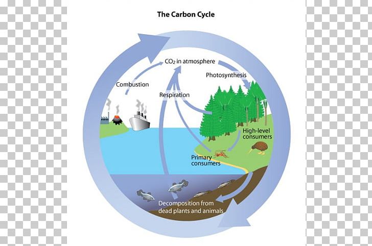 Carbon Cycle Water Cycle Biology Carbon Dioxide Oxygen Cycle PNG, Clipart, Biology, Brand, Carbon, Carbon Cycle, Carbon Dioxide Free PNG Download