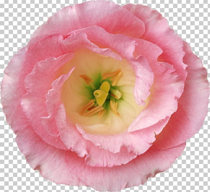 Flower Poppy Hibiscus PNG, Clipart, Computer Icons, Cut Flowers, Encapsulated Postscript, Flower, Hibiscus Free PNG Download