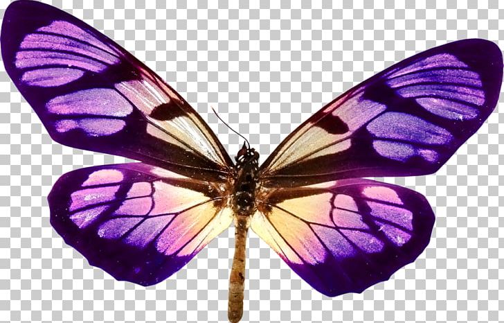 Monarch Butterfly Pieridae Gossamer-winged Butterflies Moth PNG, Clipart, Arthropod, Brush Footed Butterfly, Butterfly, Gossamer Winged Butterflies, Insect Free PNG Download