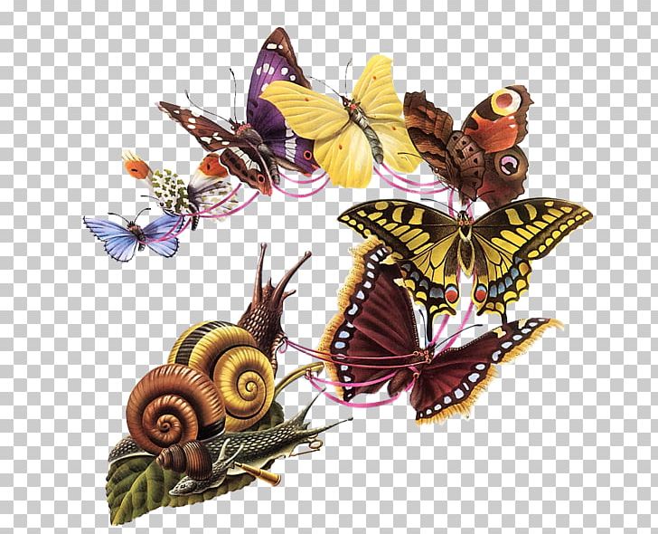 The Butterfly's Ball PNG, Clipart, Alan Aldridge, Arthropod, Brush Footed Butterfly, Butterflies And Moths, Butterfly Free PNG Download