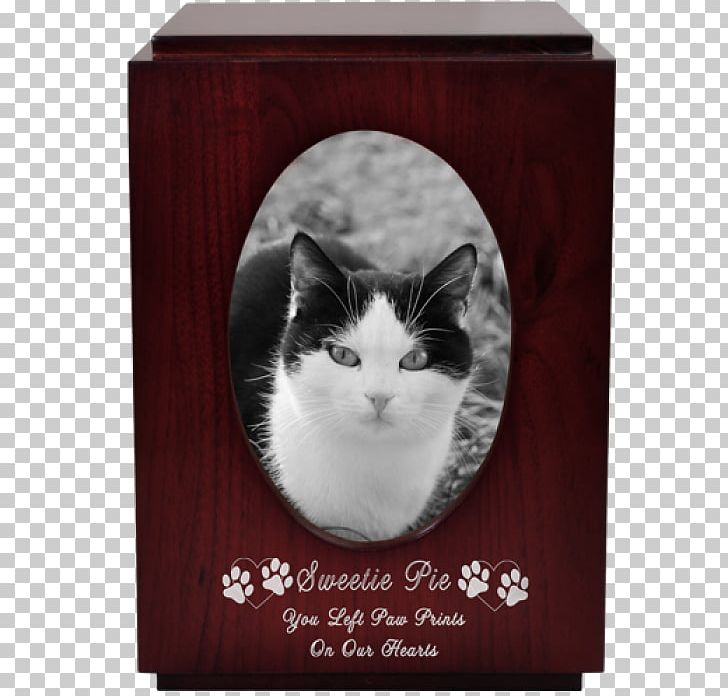 Whiskers Domestic Short-haired Cat Kitten Tabby Cat PNG, Clipart, Afterlife, Animals, Box, Cat, Cat Like Mammal Free PNG Download