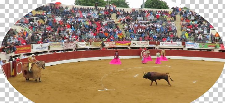 Bullfighting Bullring Bullfighter Arena PNG, Clipart, Animals, Animal Sports, Arena, Bull, Bullfighter Free PNG Download