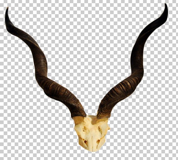 Horn Antelope Greater Kudu Skull PNG, Clipart, Animal, Animal Product, Antelope, Antler, Blesbok Free PNG Download