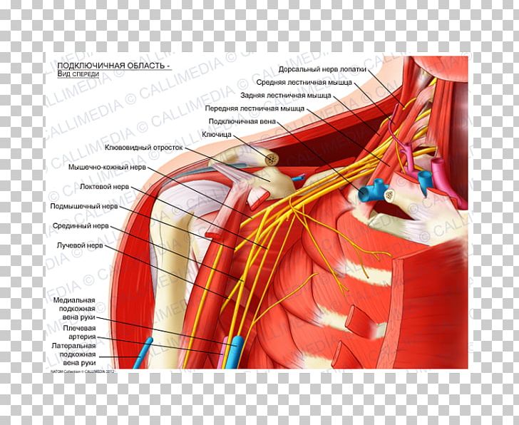 Infraclavicular Fossa Supraclavicular Fossa Subclavian Artery Anatomy Scalene Muscles PNG, Clipart, Anatomy, Angle, Anterior Scalene Muscle, Blood Vessel, Brachial Plexus Free PNG Download