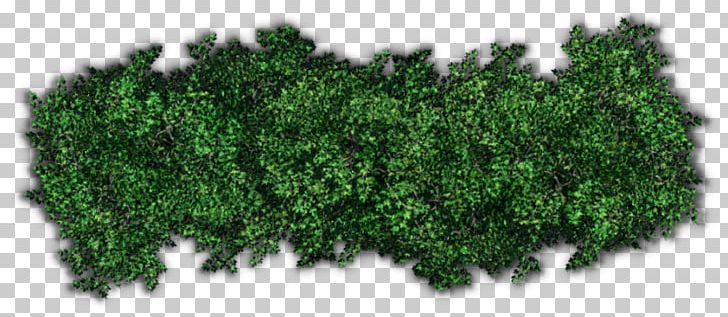 Shrub Tree Hedge PNG, Clipart, Bush, Download, Evergreen, Grass, Green Free PNG Download