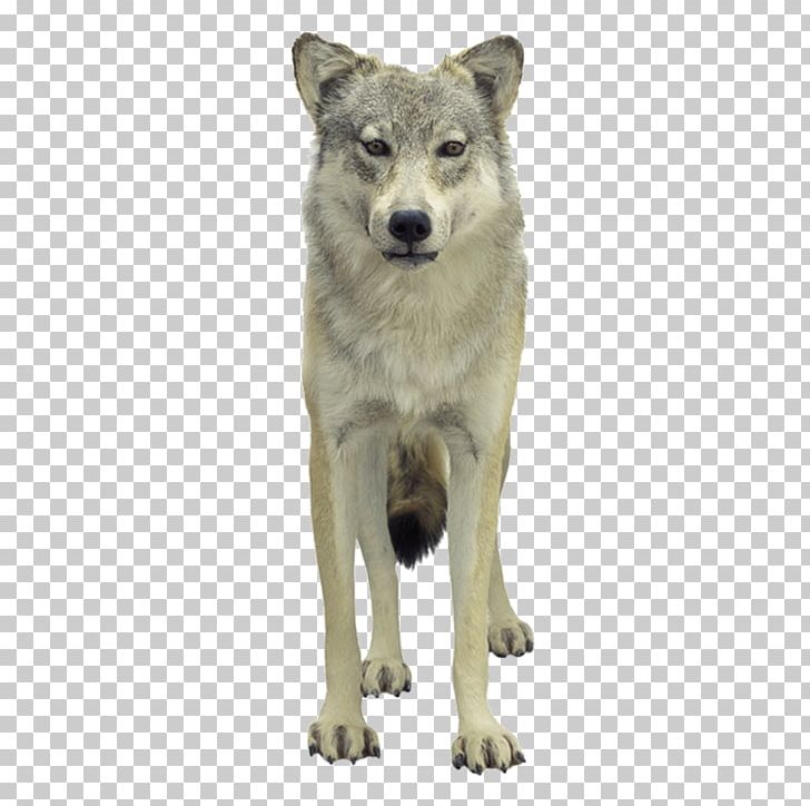 Tundra Wolf Poster PNG, Clipart, Angry Wolf Face, Animal, Animals, Beast, Black Wolf Free PNG Download