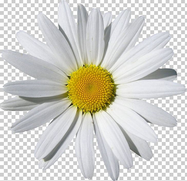 Chamomile PNG, Clipart, Annual Plant, Aster, Camomile, Chamaemelum Nobile, Chrysanths Free PNG Download