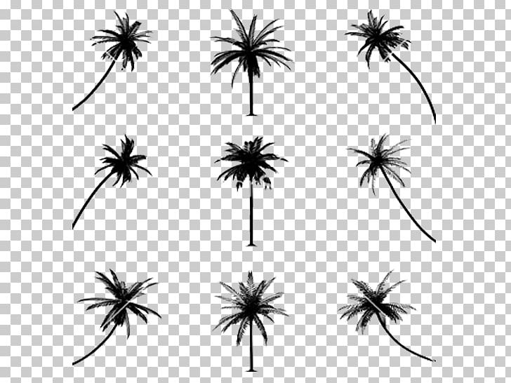 Drawing Arecaceae Line Art PNG, Clipart, Animals, Arecaceae, Arecales, Black And White, Branch Free PNG Download