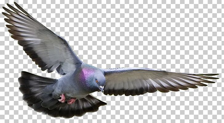 Homing Pigeon Columbidae Fancy Pigeon Bird Pigeon Racing PNG, Clipart, Animals, Beak, Bird Control, Bird Control Spike, Breed Free PNG Download