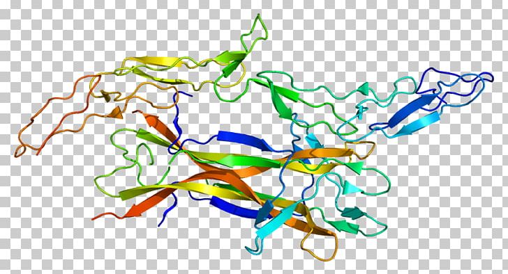 Low-affinity Nerve Growth Factor Receptor Neurotrophin Neurotrophic Factor Receptor PNG, Clipart, Area, Art, Artwork, Brainderived Neurotrophic Factor, Cell Free PNG Download