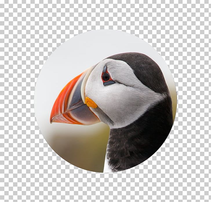 Puffin Beak PNG, Clipart, Beak, Bird, Border, Charadriiformes, Miscellaneous Free PNG Download