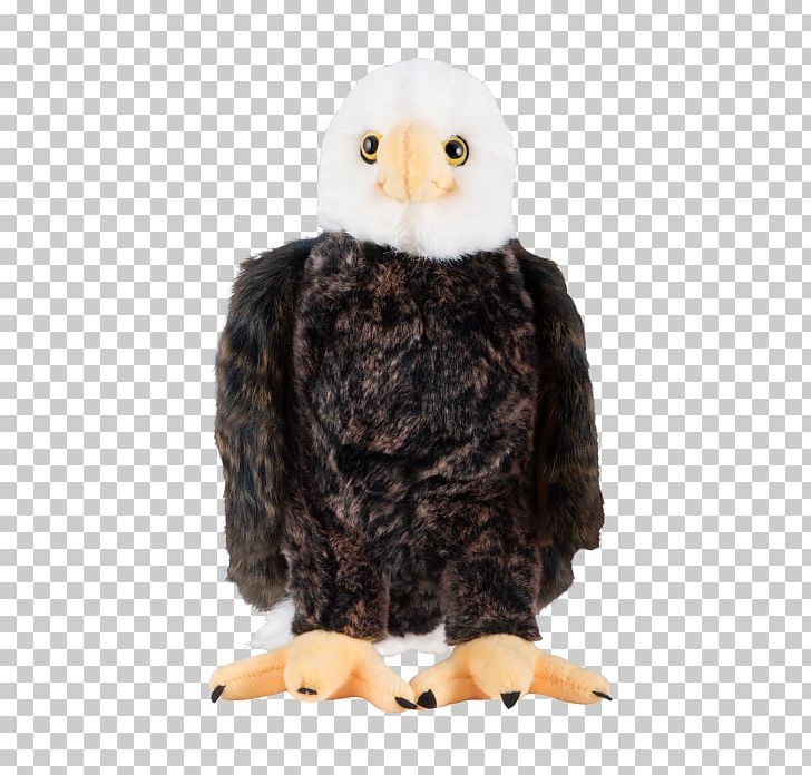 The Bald Eagle White House Great Seal Of The United States PNG, Clipart, Accipitriformes, Bald Eagle, Beak, Bird, Bird Of Prey Free PNG Download
